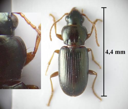 Pogonistes gracilis
